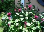 Bee balm coming into bloom