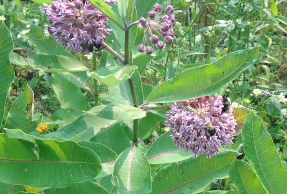 Bumblebees on Milkweed
