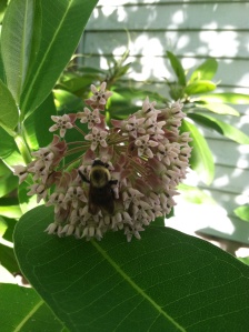 I finally got a blossom on my common milkweed and the bumblebees found it right away!