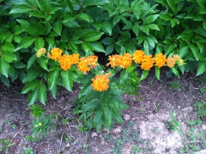 The butterfly weed in my hot, front garden is pretty happy