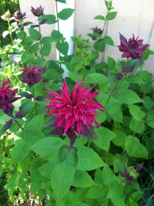 Close-up of a bee balm flower