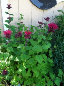The bee balm bloomed extravagantly and the bumblebees and hummingbirds have loved it!