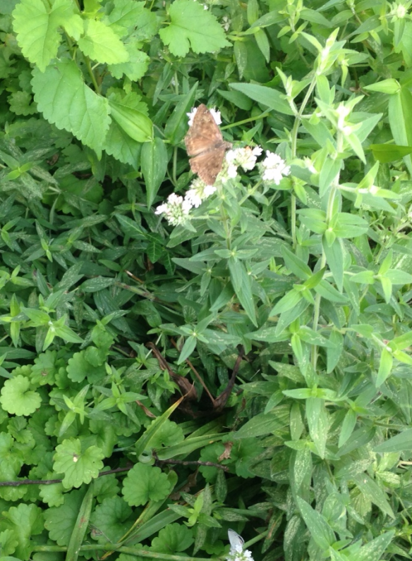 Small Butterfly on Mountain Mint
