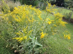 Goldenrod Early July
