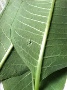 My first freshly-hatched monarch caterpillar! The crescent cut in the leaf is a telltale sign to look for.  The caterpillar was barely 3 cm long!