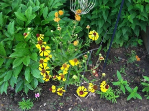 My common sneezeweed, inappropriately named, finally decided it could survive in my hot garden!