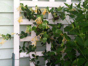 Native honeysuckle.  This is its second time blooming since spring.