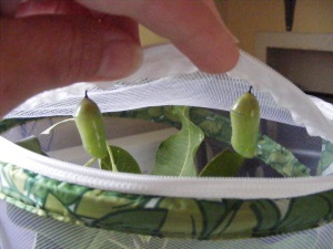 Two chrysalises, waiting patiently while a miracle is happening inside!