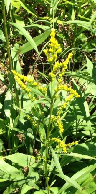 early goldenrod mid-june